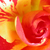 Narancssárga - Virágágyi floribunda rózsa - Citrus Splash